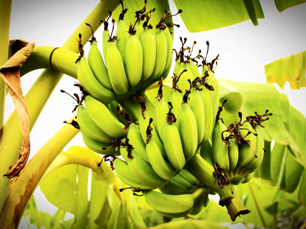 Sonhar com Bananas Verdes
