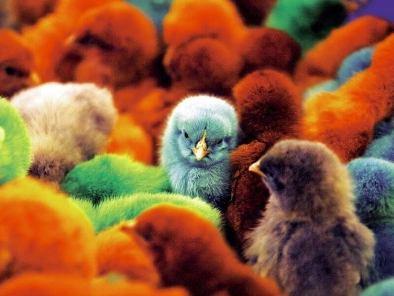 Sonhar com Galinhas Coloridas