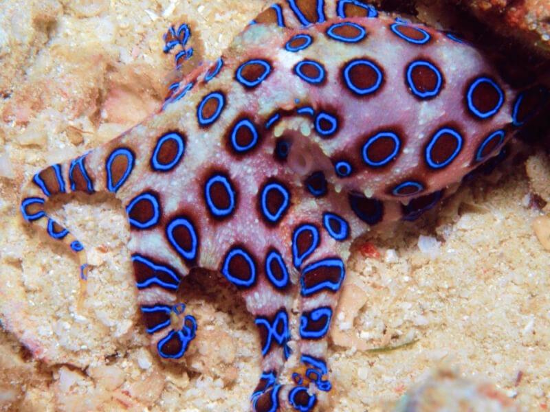 Sonhar com Polvo Azul