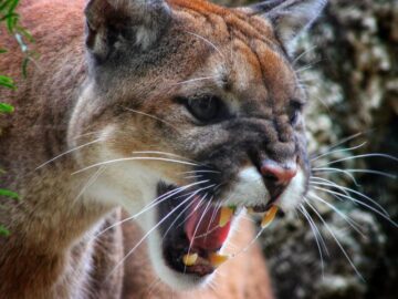 Sonhar com Puma Agressivo