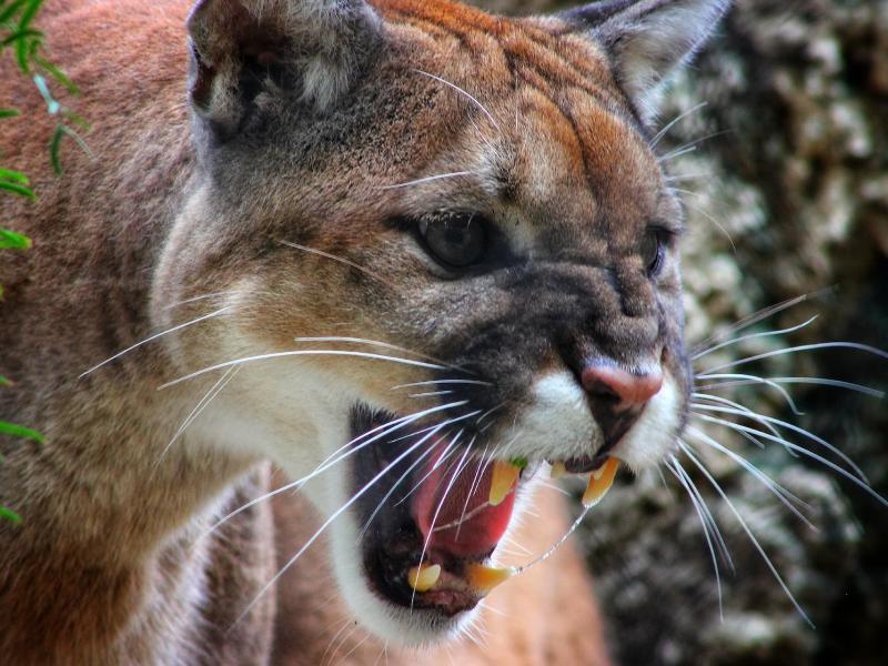 Sonhar com Puma Agressivo