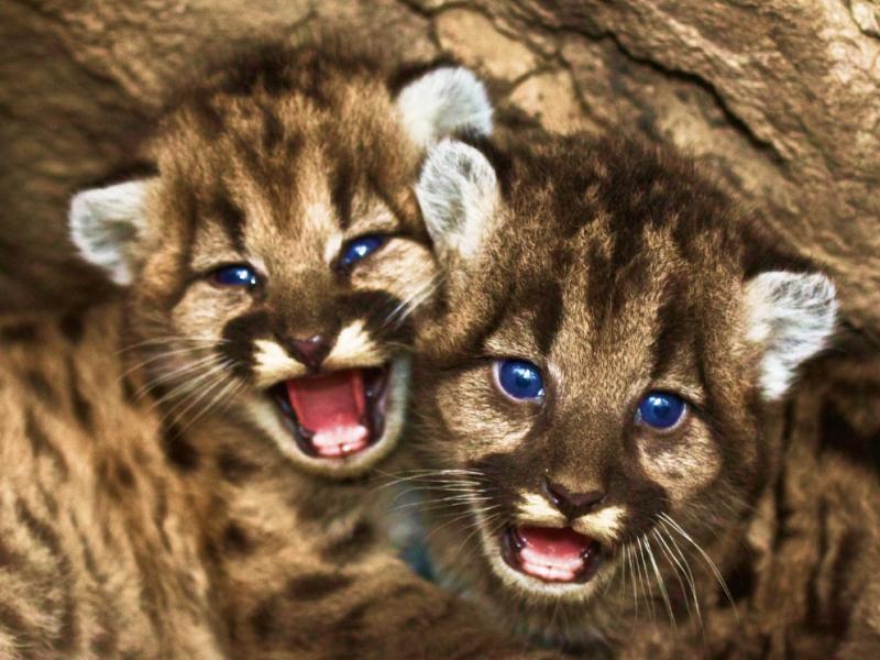 Sonhar com Puma Bebê