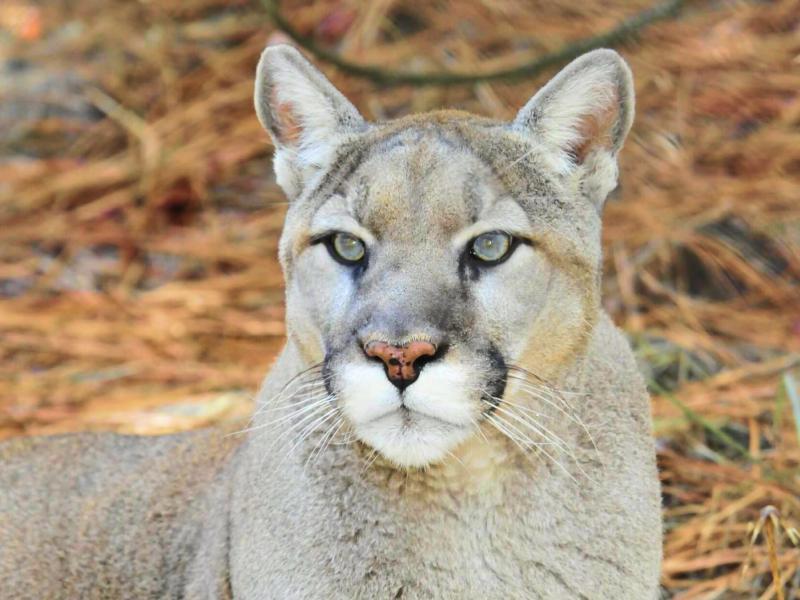 Sonhar com Puma Branco
