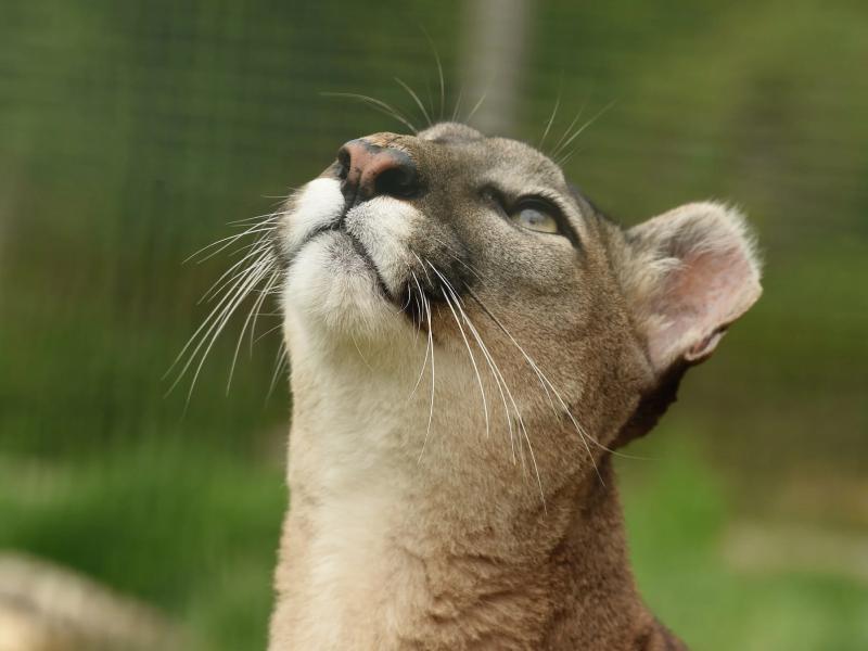 Sonhar com Puma Marrom