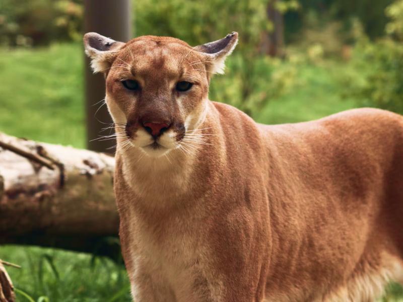 Sonhar com Puma grande