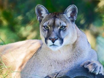 Sonhar com Puma Cinza