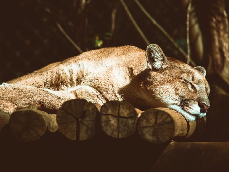 Sonhar com Puma Ferido