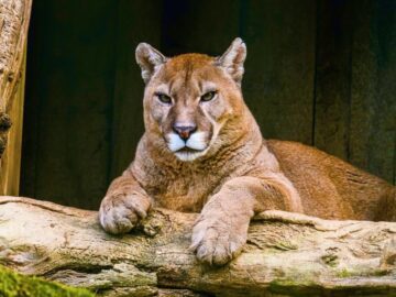 Thumbnail Sonhar com Puma Domesticado