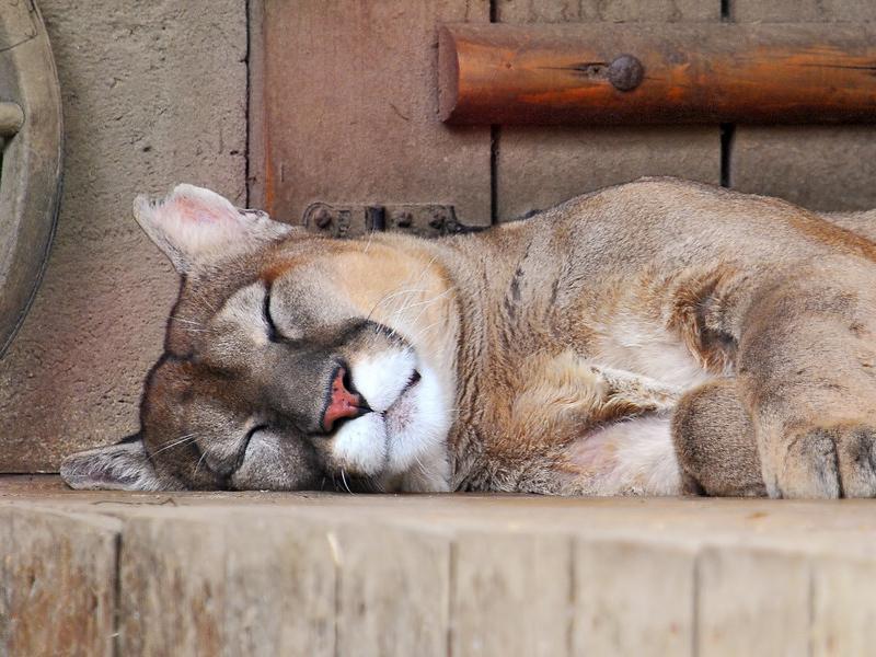 Sonhar com Puma Morto