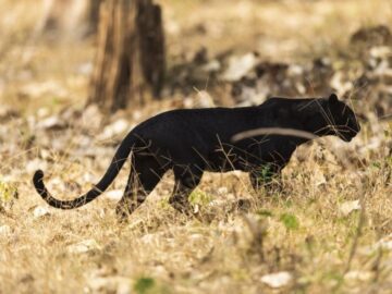 Sonhar com Puma Preto
