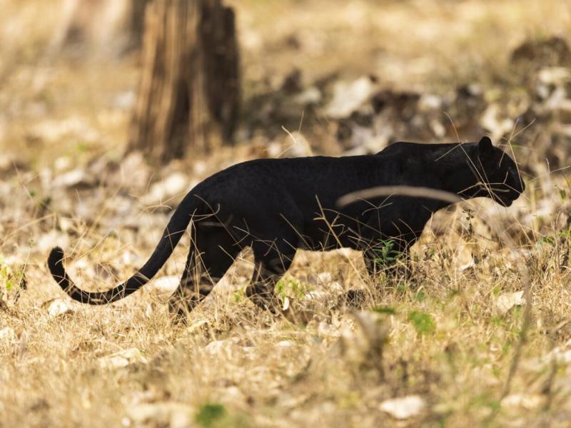 Sonhar com Puma Preto