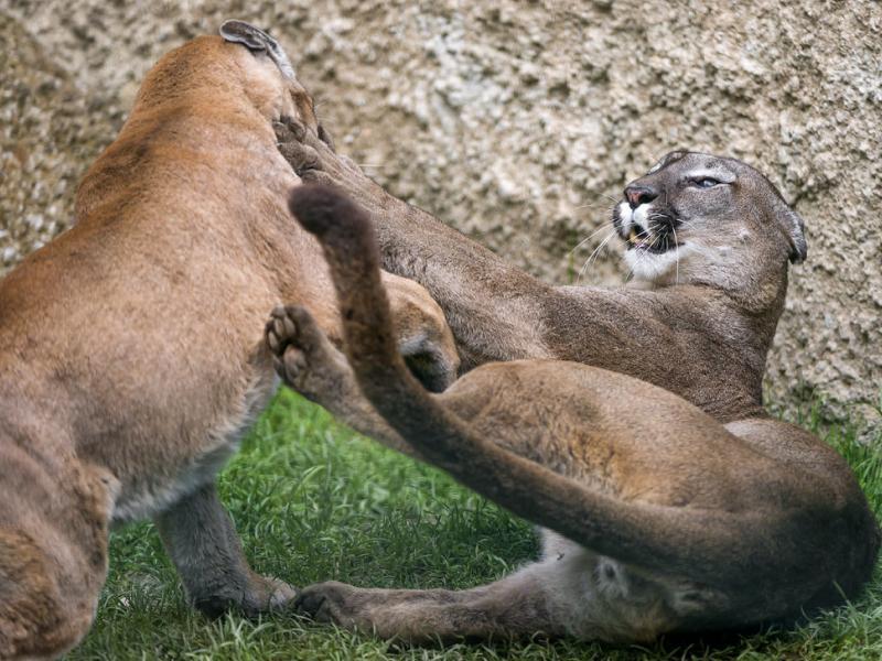 Sonhar com Luta de Puma