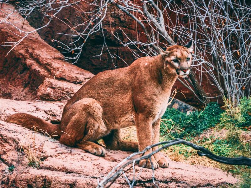 Sonhar com Puma Pequeno
