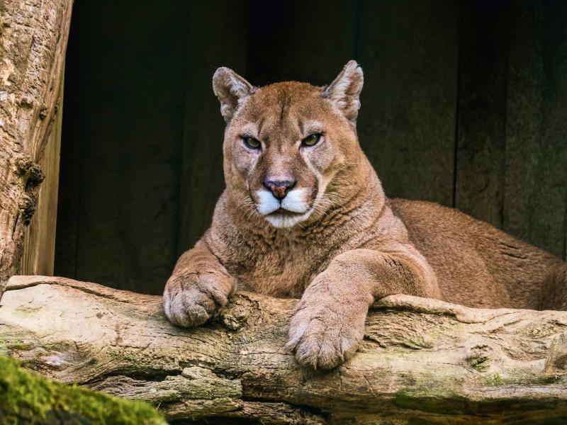 Sonhar com Puma