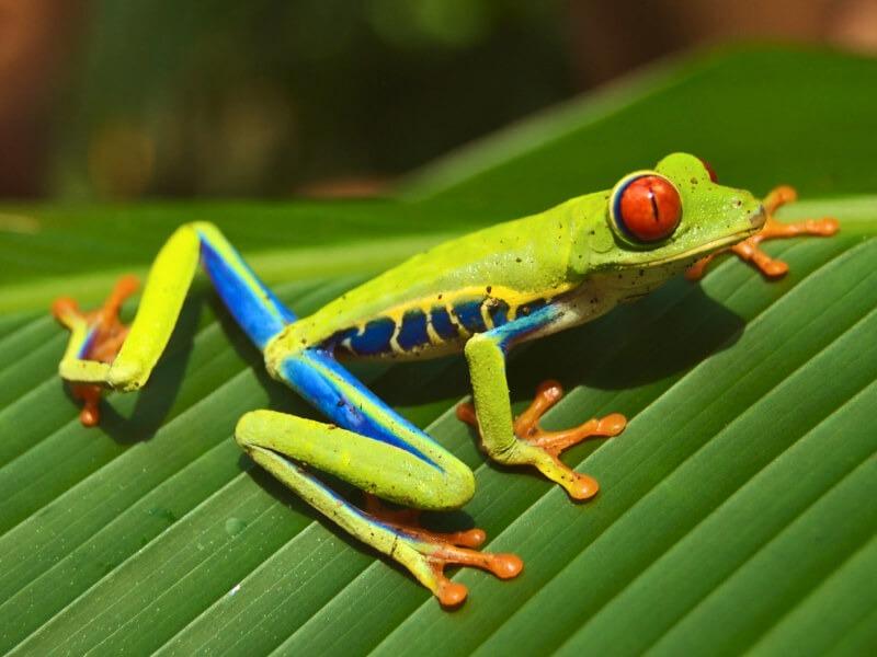 Sonhar com Ranas Chiquitas