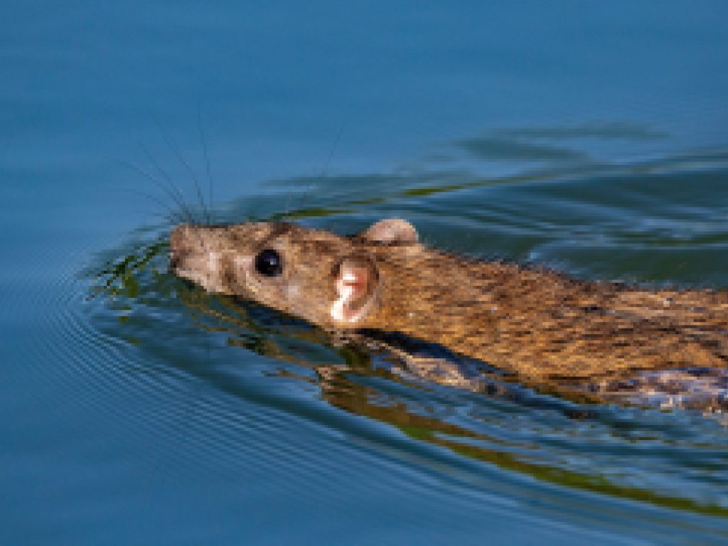 Sonhar com Ratos Afogados