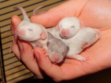 Thumbnail Sonhar com Ratos Bebês