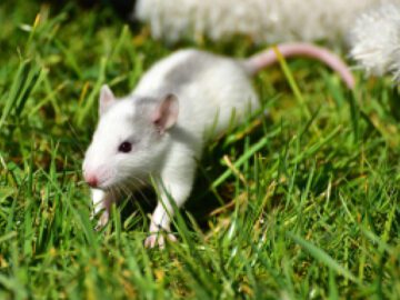 Sonhar com Ratos Brancos