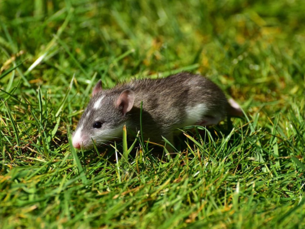 Sonhar com Ratos Pequenos