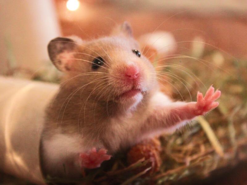 Sonhar com Animais de Estimação Ratos