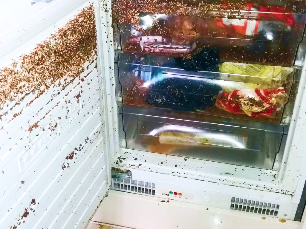 Sonhar com Geladeira com Minhocas