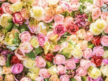 Thumbnail Sonhar com Rosas