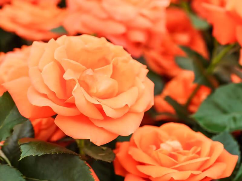 Sonhar com Rosas Laranja