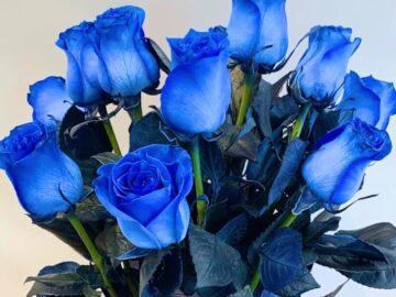 Thumbnail Sonhar com Rosas Azuis