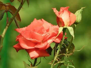 Thumbnail Sonhar com Rosas Espinhosas