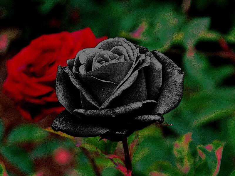 Sonhar com Rosas Pretas
