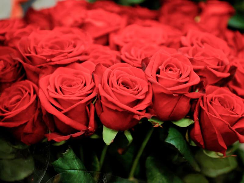Sonhar com Rosas Vermelhas