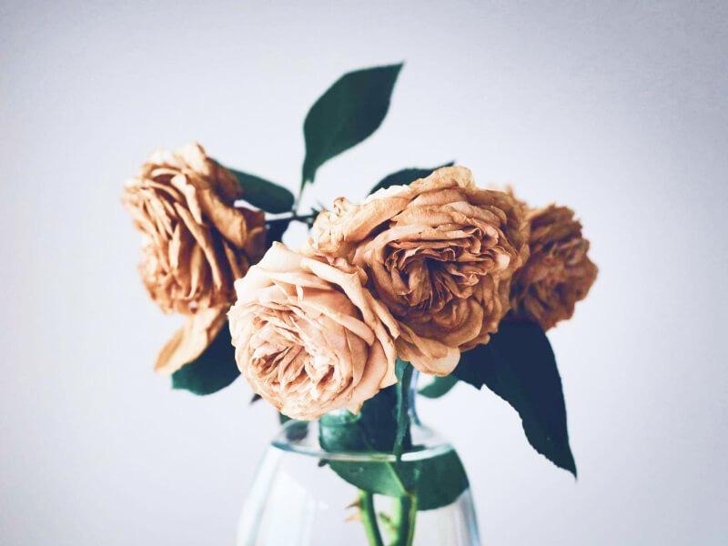 Sonhar com Rosas Secas