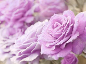 Thumbnail Sonhar com Rosas Violetas