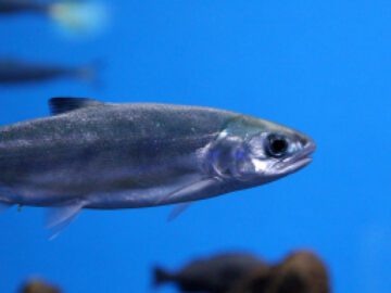 Sonhar com Salmão Azul