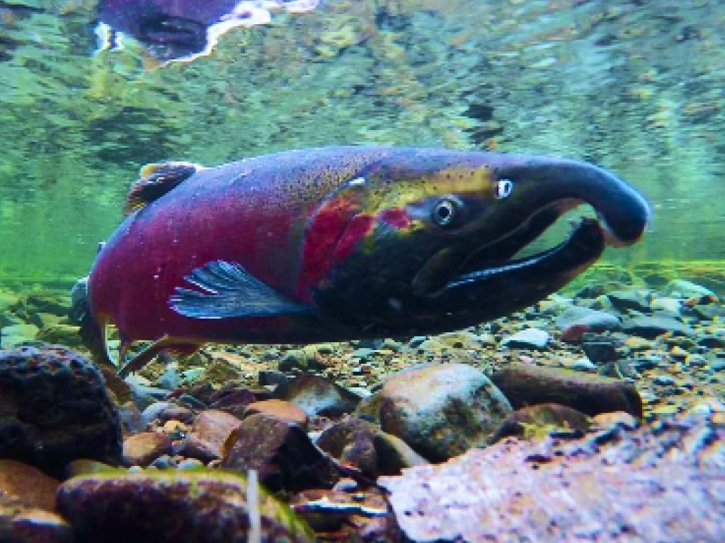 Sonhar com Salmão do Rio