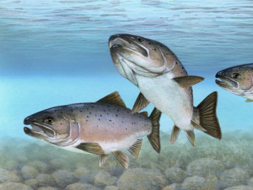 Sonhar com Salmão Grande