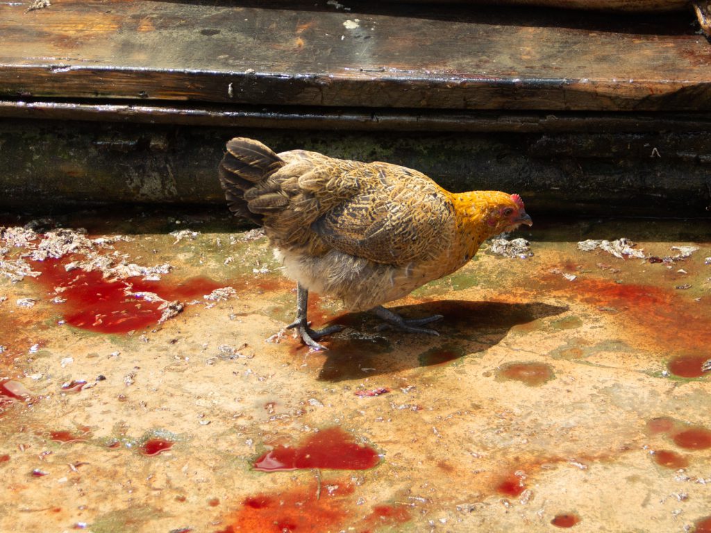 Sonhar com Sangue Animal