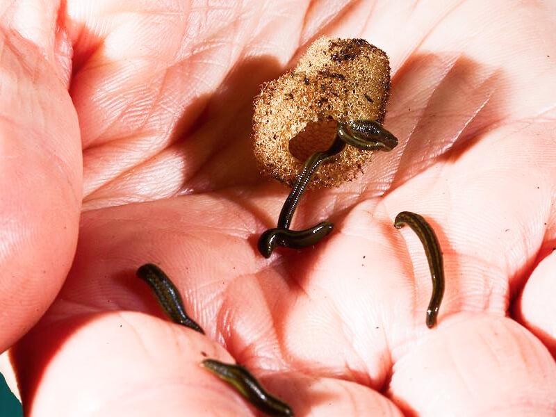 Sonhar com Pequenas Sanguessugas