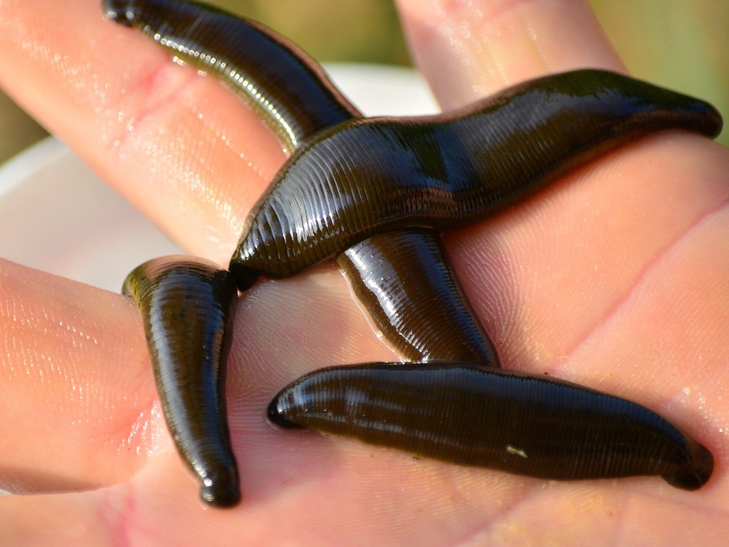 Sonhar com Sanguessugas