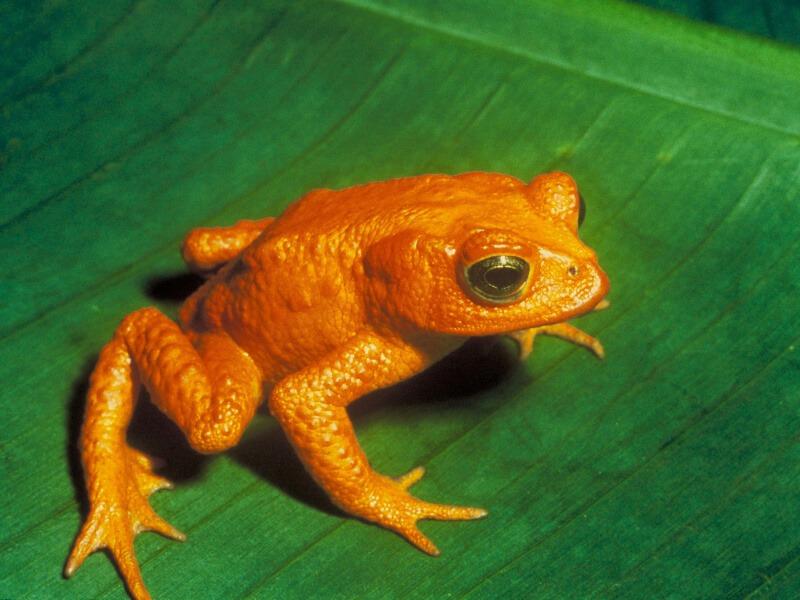 Sonhar com Sapo Laranja