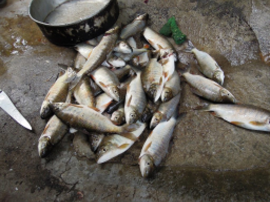 Sonhar com Sardinhas Mortas