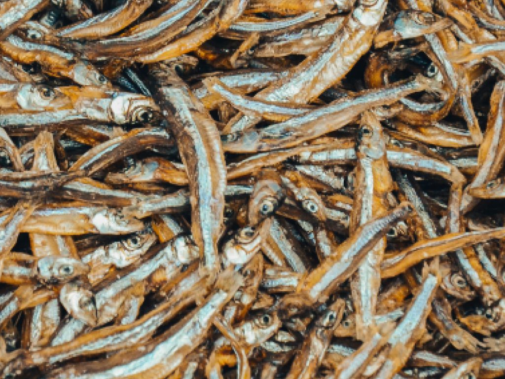 Sonhar com Sardinhas Pequenas