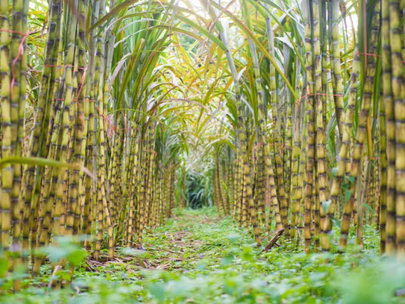 Sonhar com Cana de Plantação