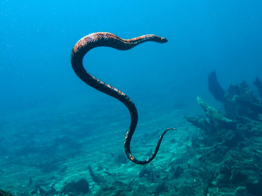 Sonhar com Cobras Aquáticas
