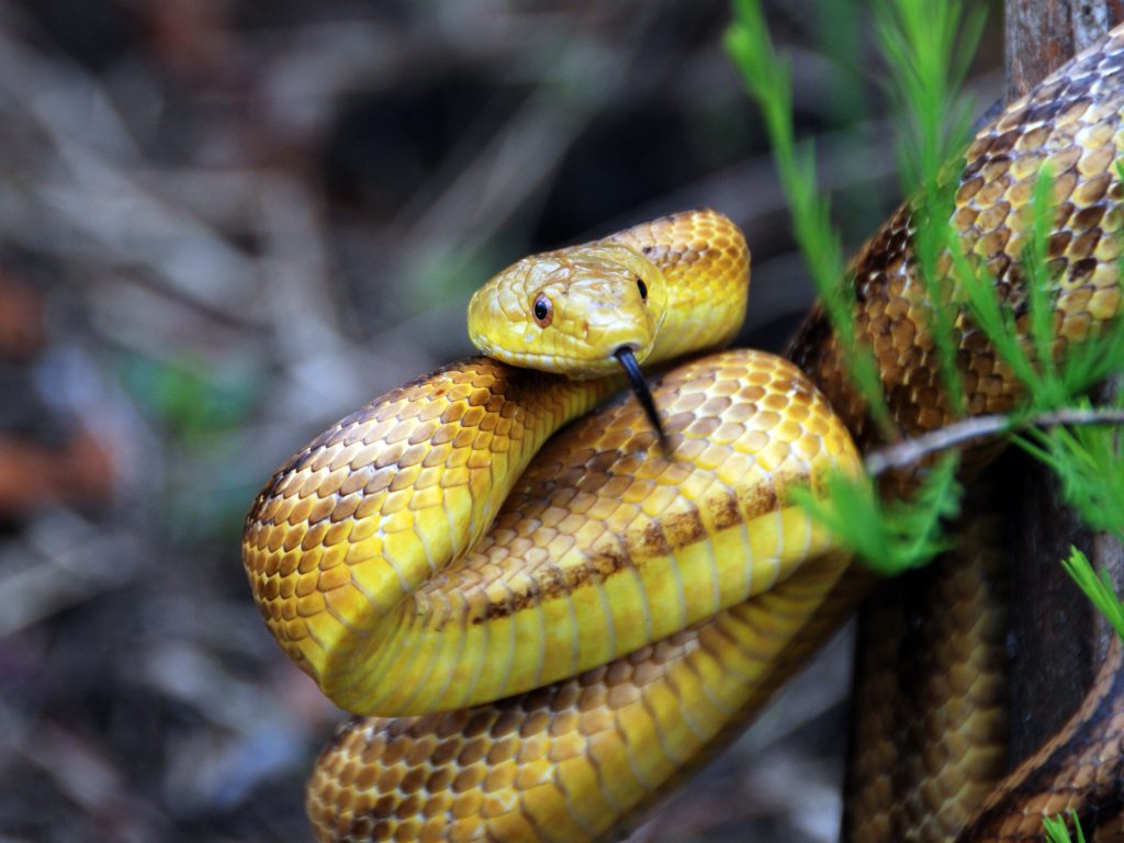 Sonhar com Cobras Amarelas
