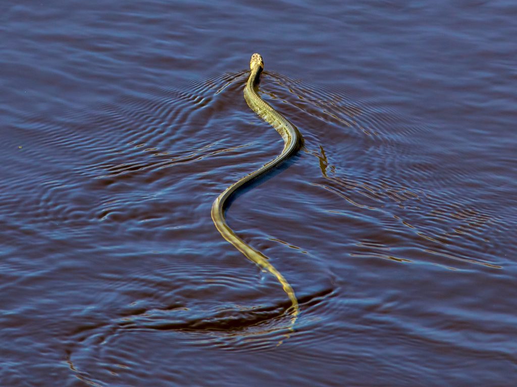 Sonhar com Cobras na Água