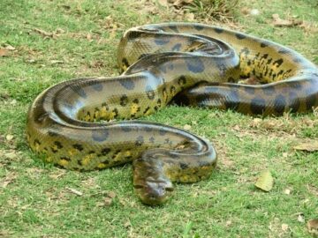 Sonhar com Cobras Grandes