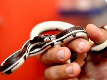 Thumbnail Sonhar com Cobras Pequenas
