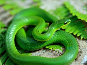 Thumbnail Sonhar com Cobras Verdes