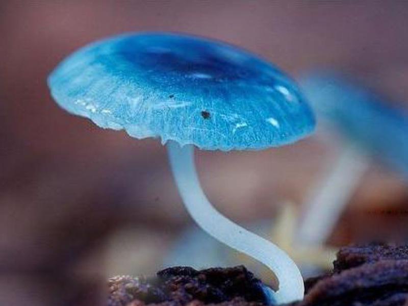 Sonhar com Cogumelos Azuis